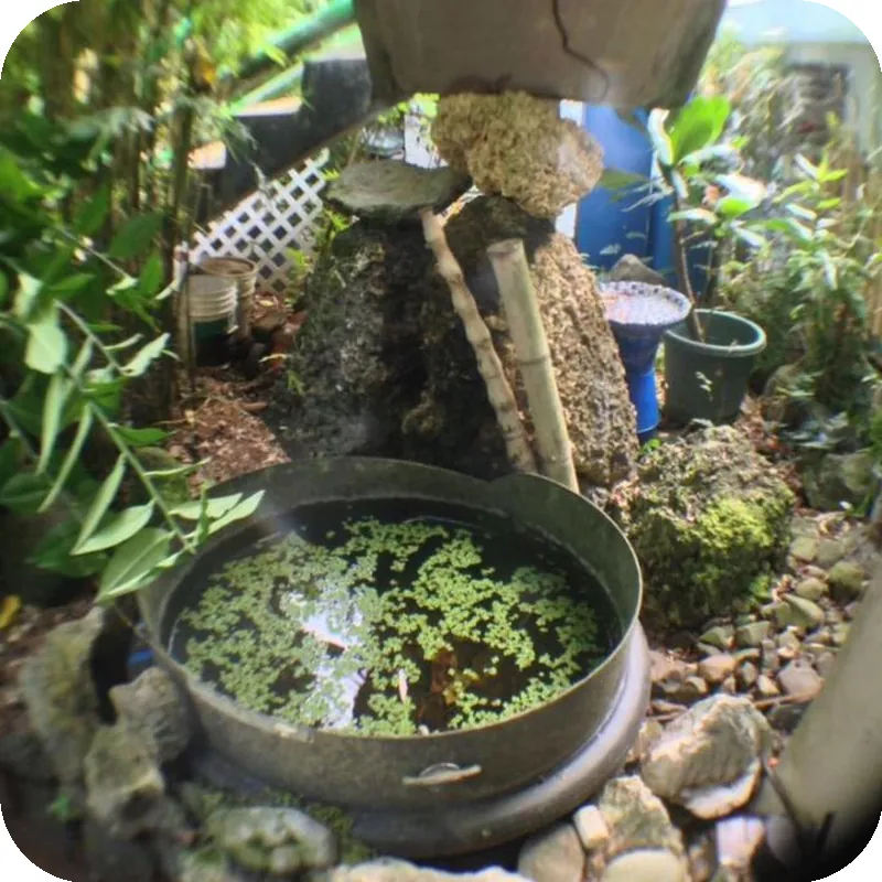 Jungle Bed & Breakfast 호텔 시설 이미지