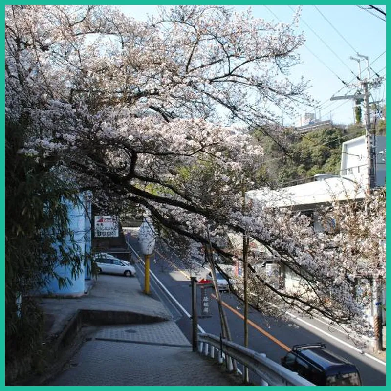 Negiya Traditional Japanese Spa Ryokan 호텔 이미지