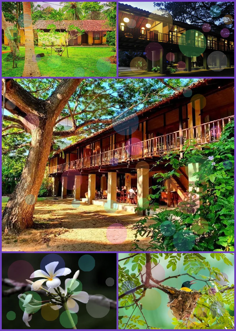 Dunes Unawatuna Hotel 메인 이미지