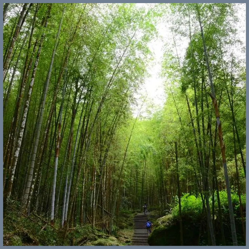 Ginkgo Hotel 호텔 이미지