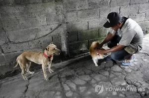 개