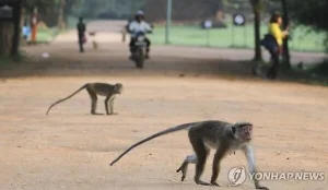 원숭이